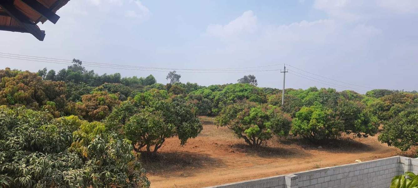  mango nest farmlands Landscape Garden and Tree Planting