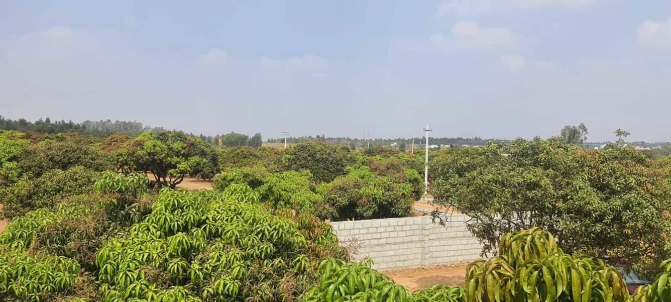  mango nest farmlands Landscape Garden and Tree Planting