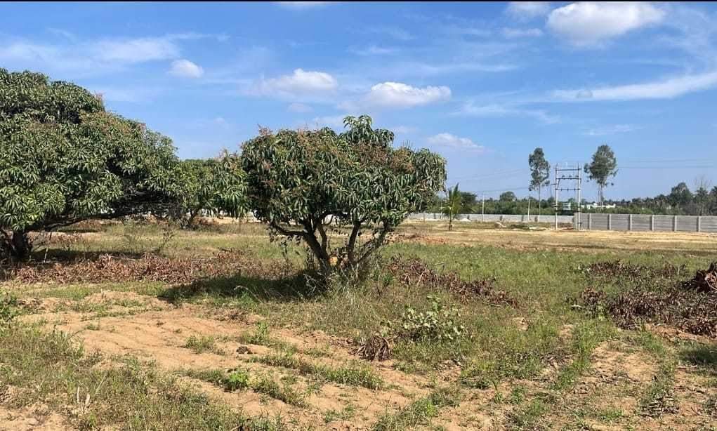  mango nest farmlands Landscape Garden and Tree Planting