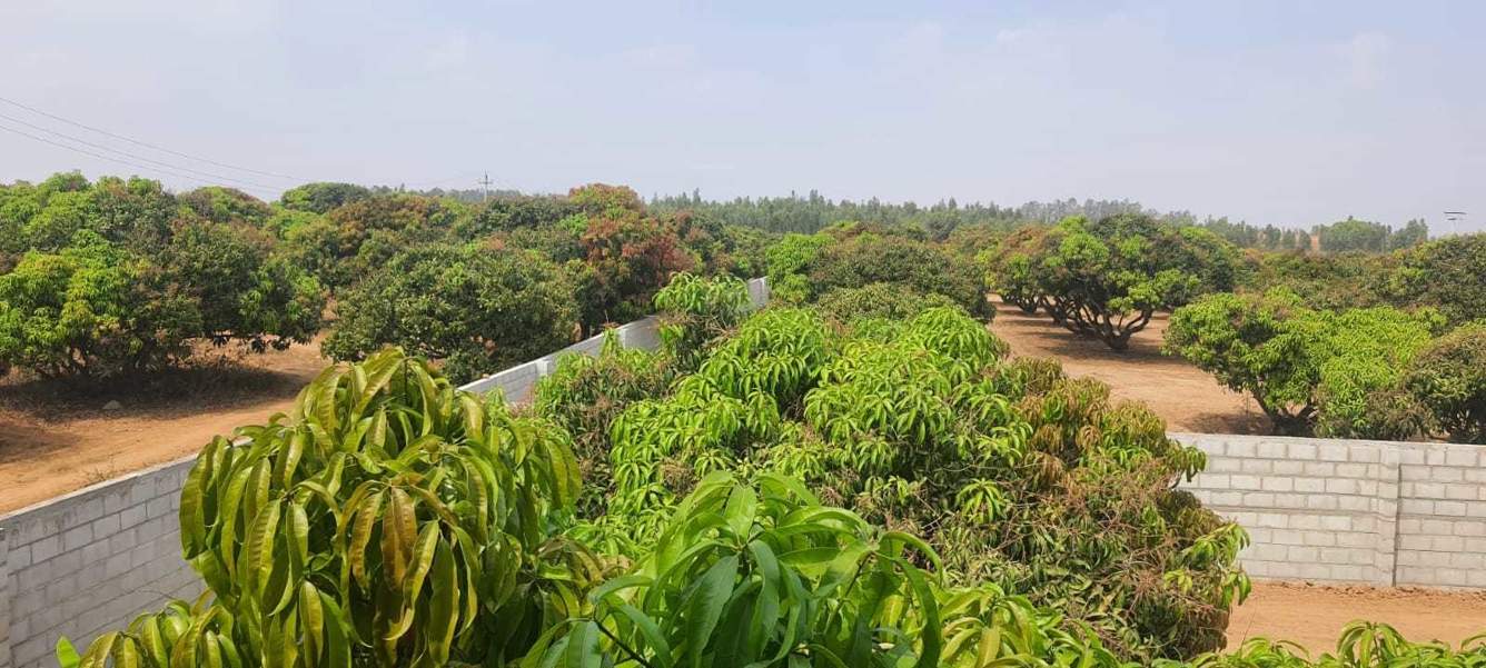  mango nest farmlands Landscape Garden and Tree Planting
