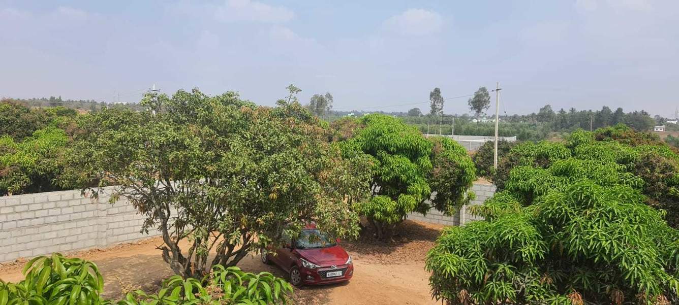  mango nest farmlands Landscape Garden and Tree Planting