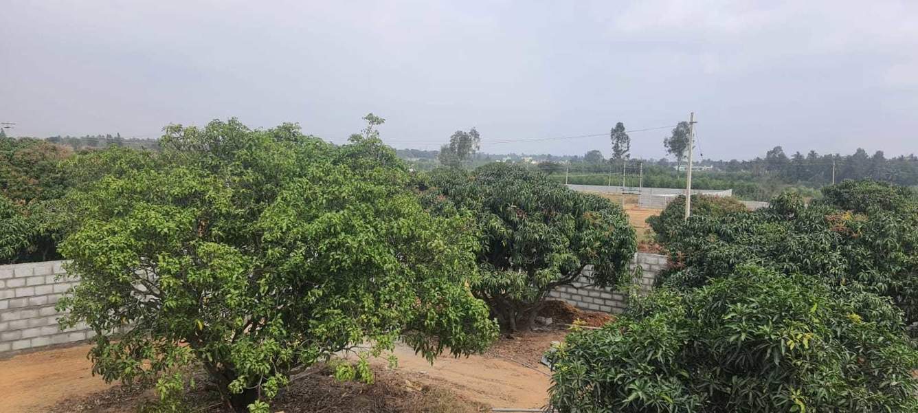  mango nest farmlands Landscape Garden and Tree Planting