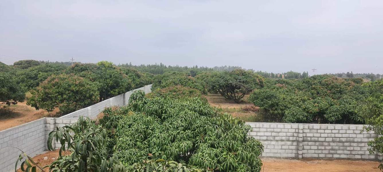  mango nest farmlands Landscape Garden and Tree Planting