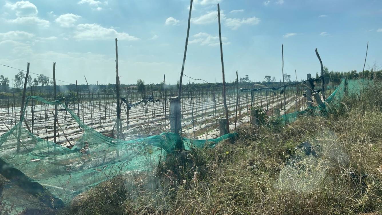  mango nest farmlands Plot