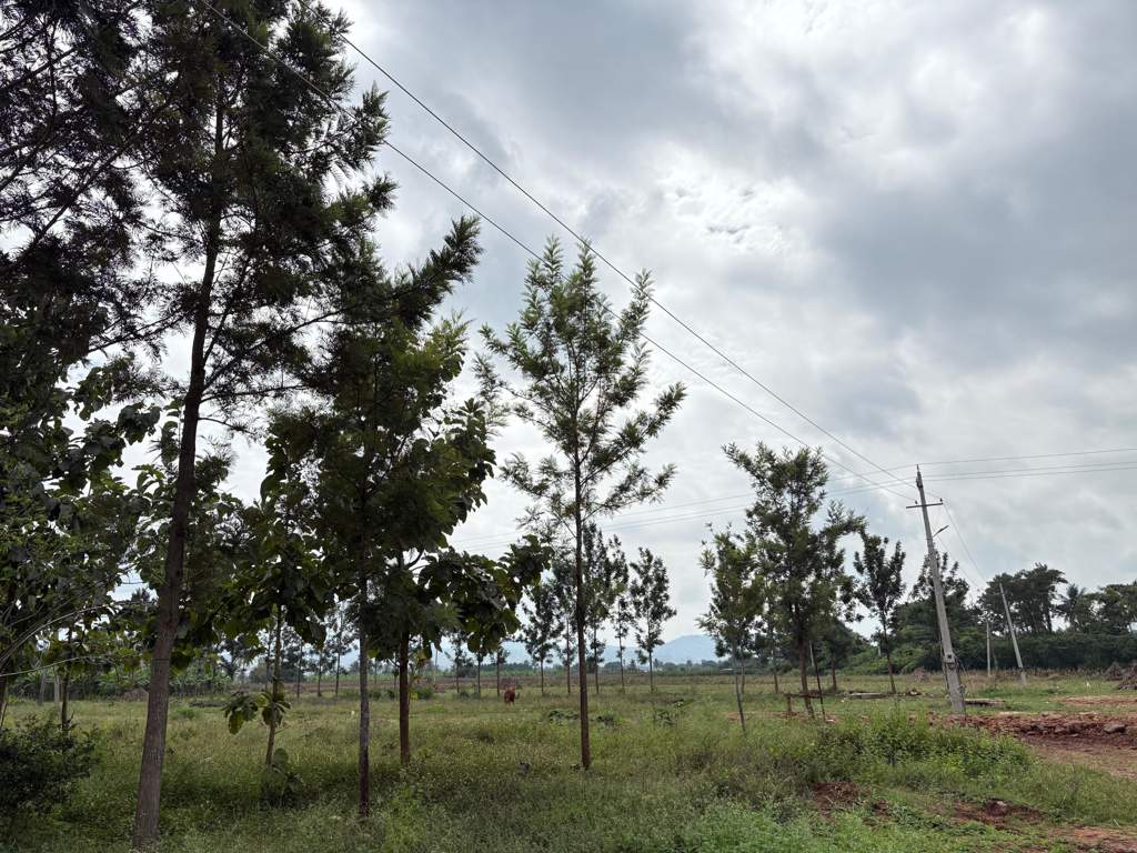  navile farms  Others