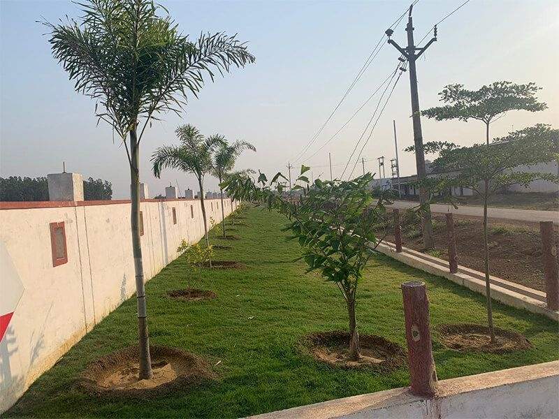  city of woodland chatoud Landscape Garden and Tree Planting