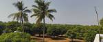  aashritha-mango-garden Elevation