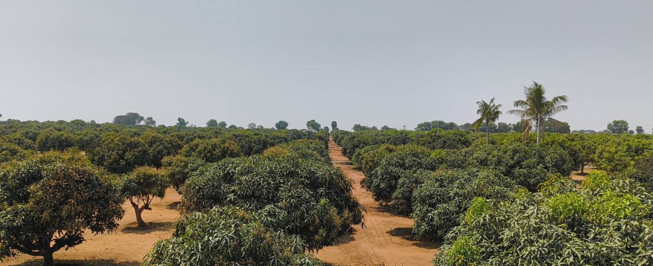  aashritha mango garden Plot