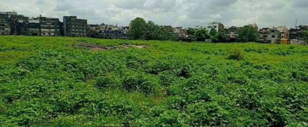  momai-raj-park Elevation