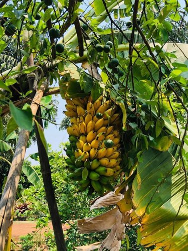 Landscaped Gardens samriddhi-farm Landscaped Gardens