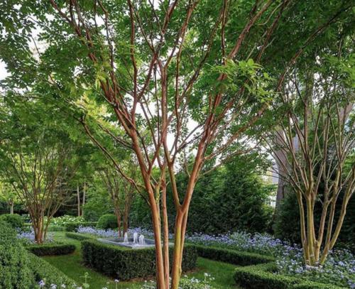  ahinsha-the-grand-green-valley Landscape Garden and Tree Planting