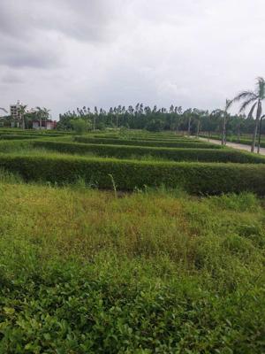  anandam-hills-view Landscape Garden and Tree Planting