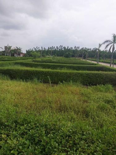  anandam-hills-view Landscape Garden and Tree Planting