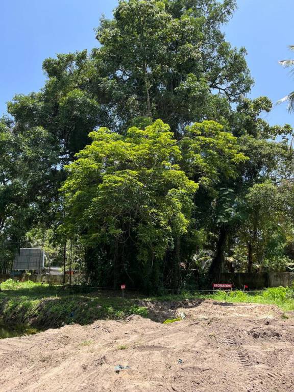  the woods Construction Status June 25