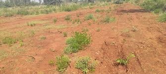  mahamumbai-plots-in-belondekhar Plot