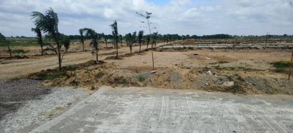  hampton-palms Elevation