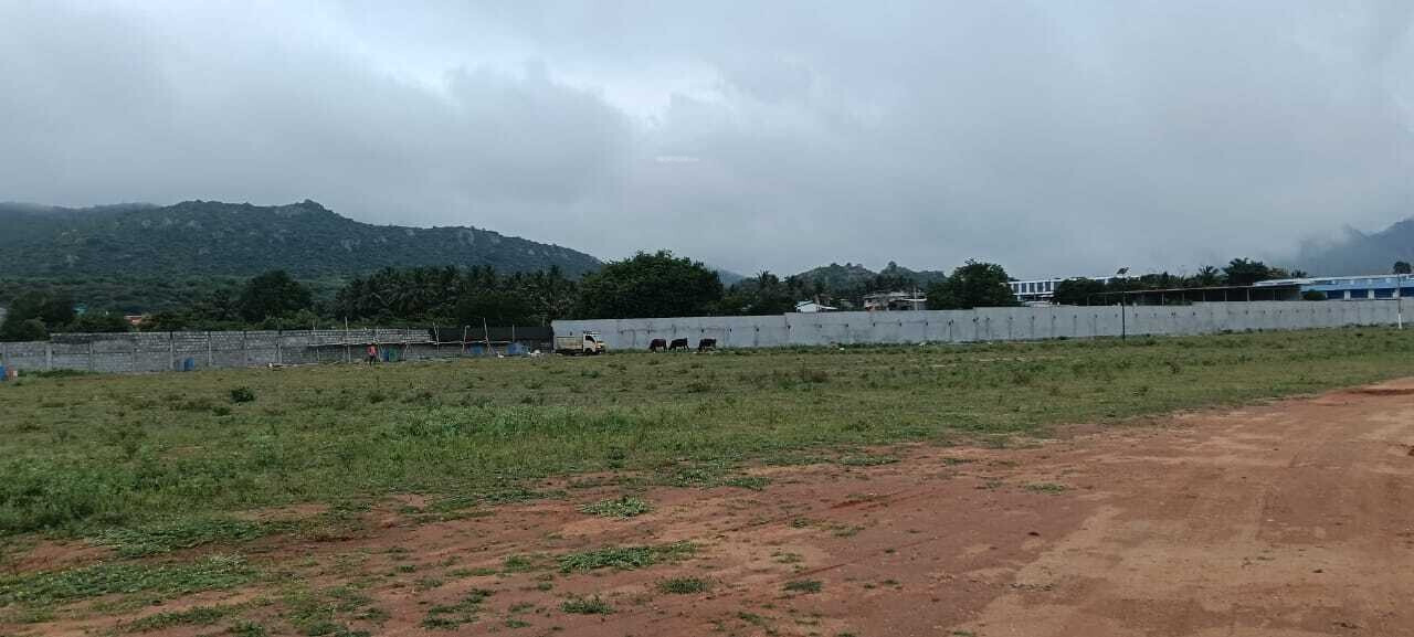 saranki palm paradise Plot