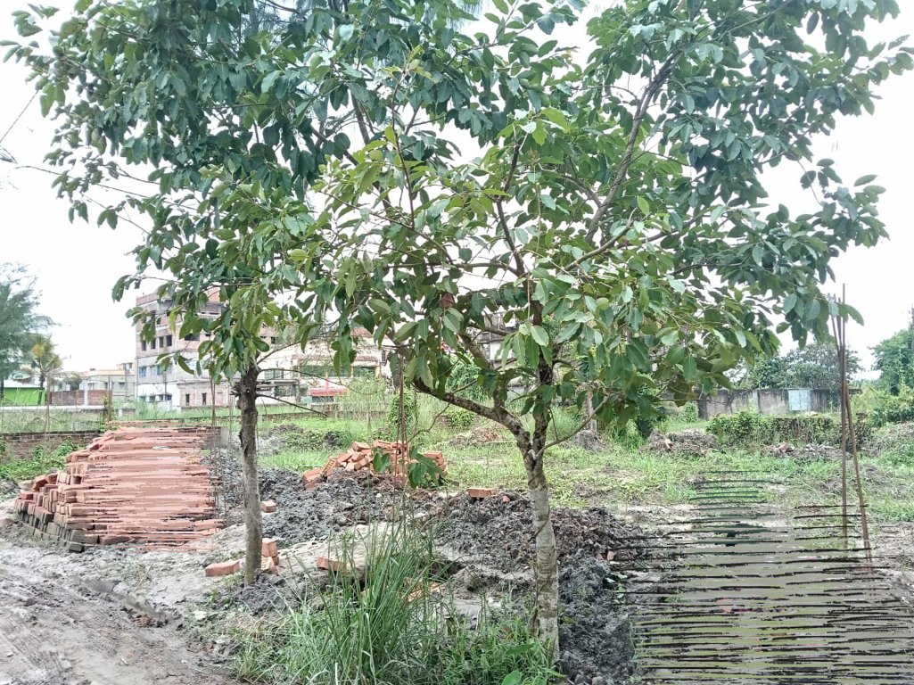  green city society Plot