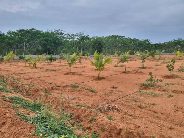 Elevation sahasra-mango-garden-phase-1 Elevation