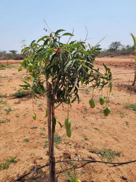  sahasra-mango-garden-phase-1 Plot