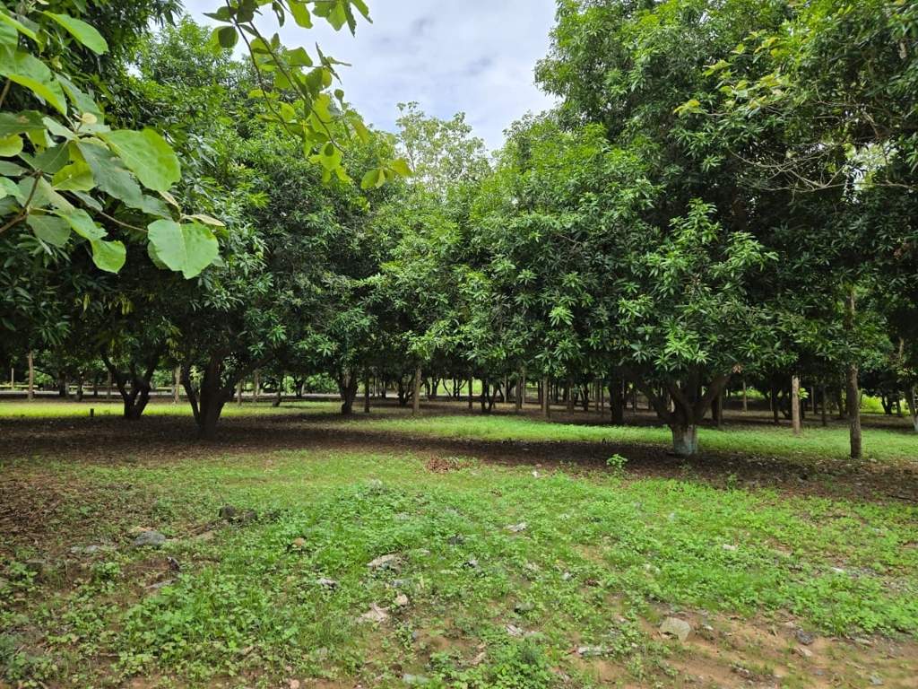  river garden Landscape Garden and Tree Planting