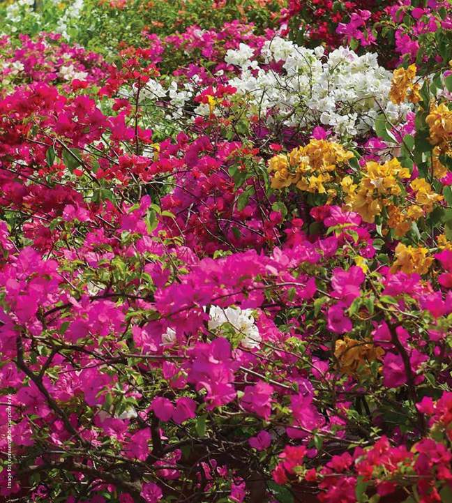  satvam hills c1 Flower Garden