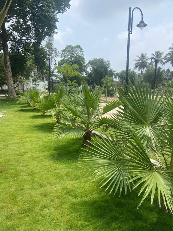  dreamcatchers Landscape Garden and Tree Planting