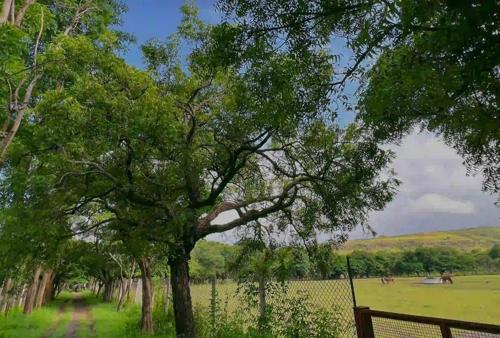  shapoorji-pallonji-treetopia Plot