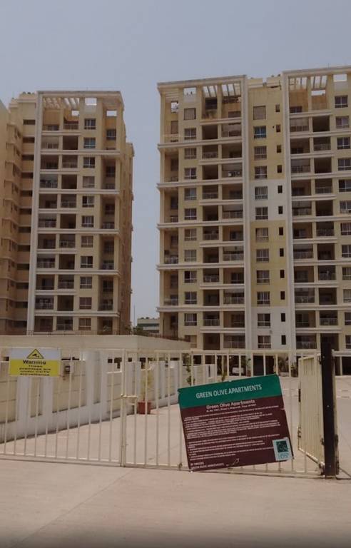  green olive Elevation