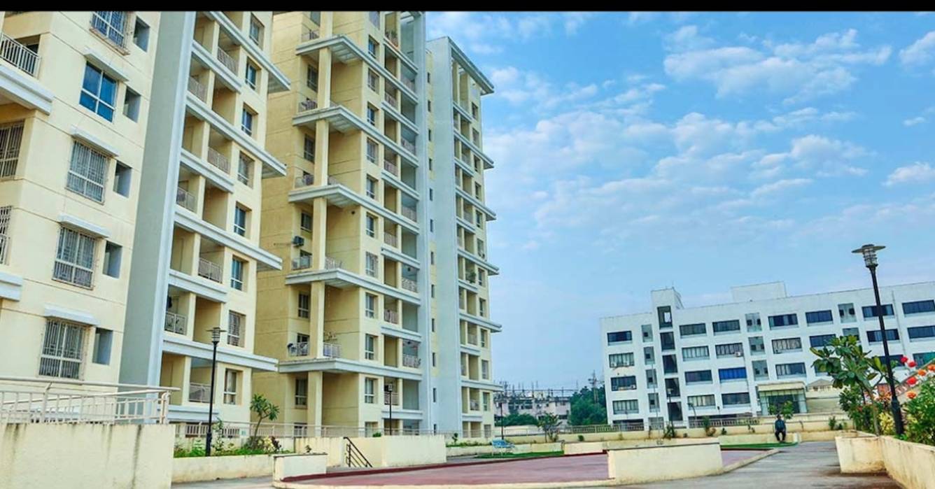  green olive Elevation