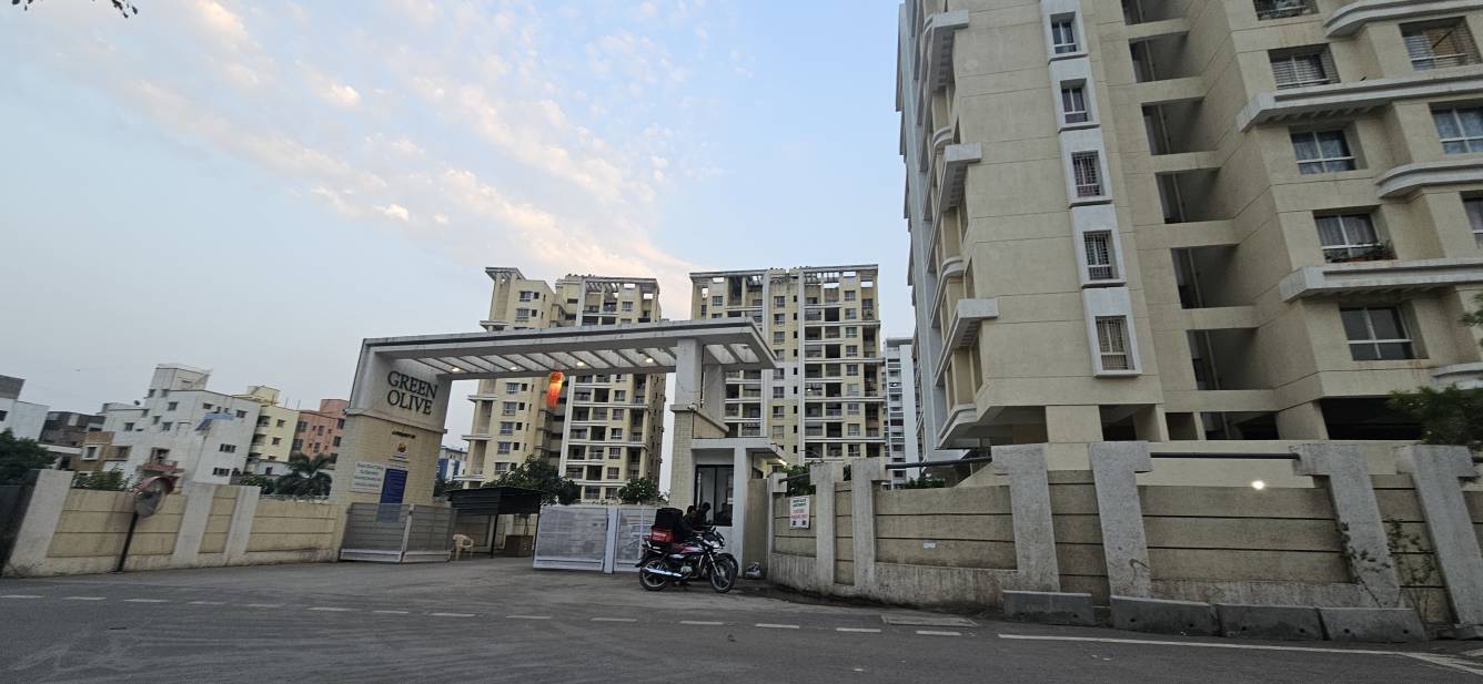  green olive Elevation