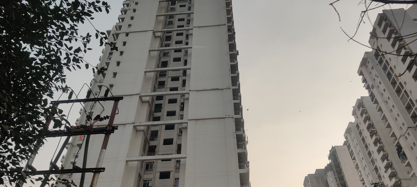 lotus zing Elevation