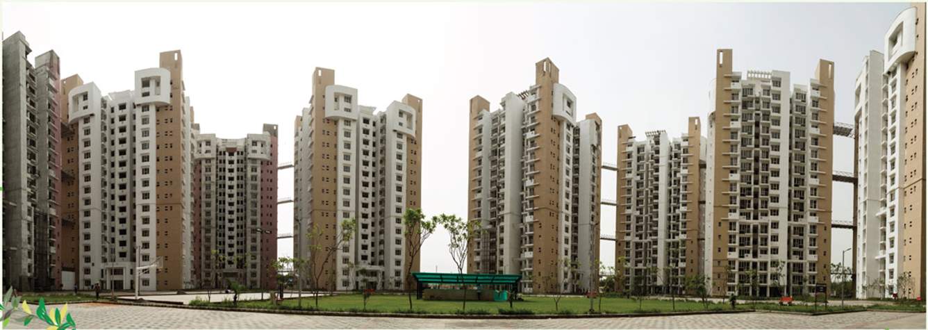  blossom greens Images for Project