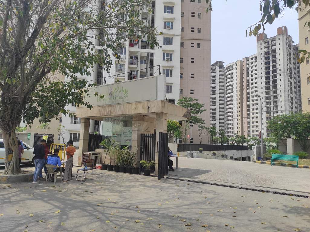  blossom greens Others