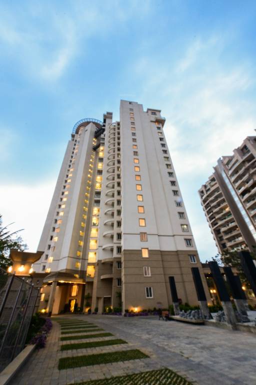 tropical tree Elevation