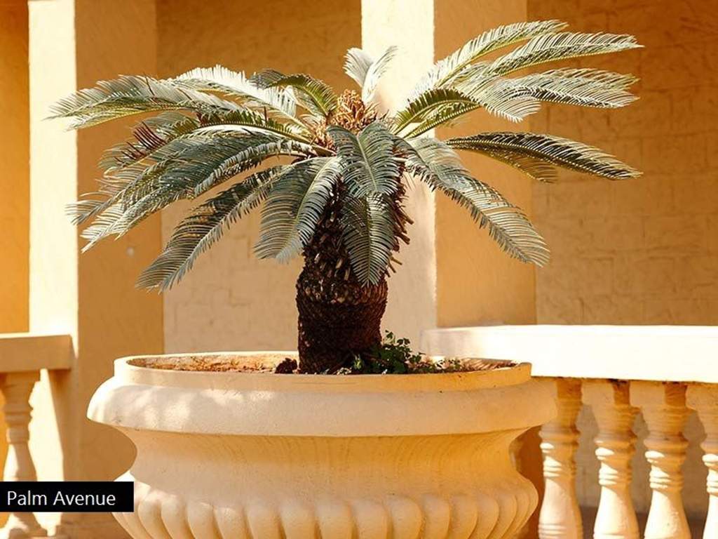 Images for Amenities of Puraniks Aldea Espanola