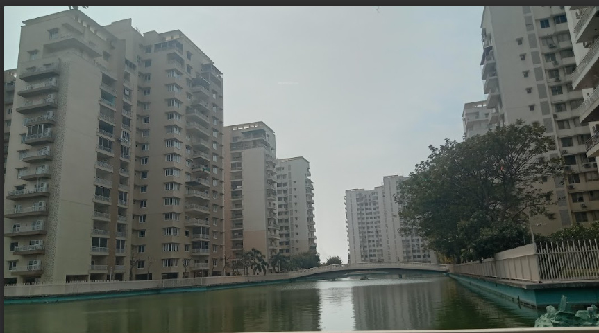 water lily Elevation