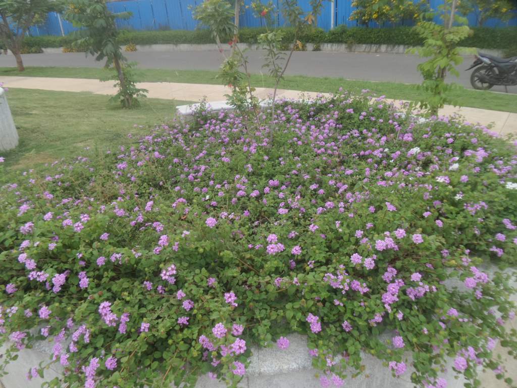 villa viviana Flower Garden