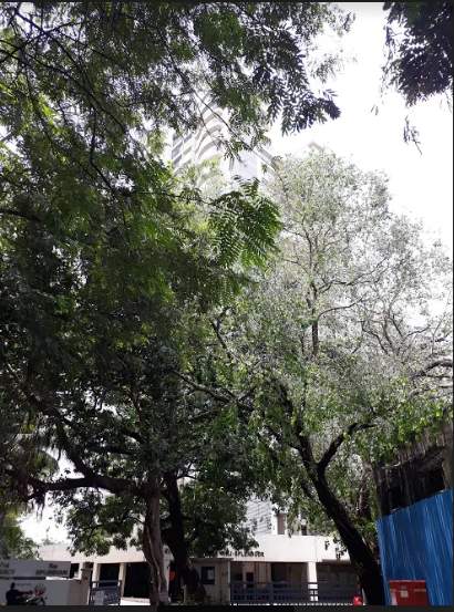  raj splendour Elevation