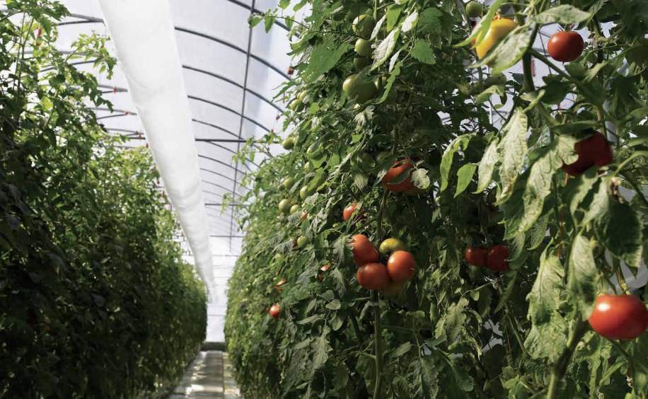  new cuffe parade Organic Farming