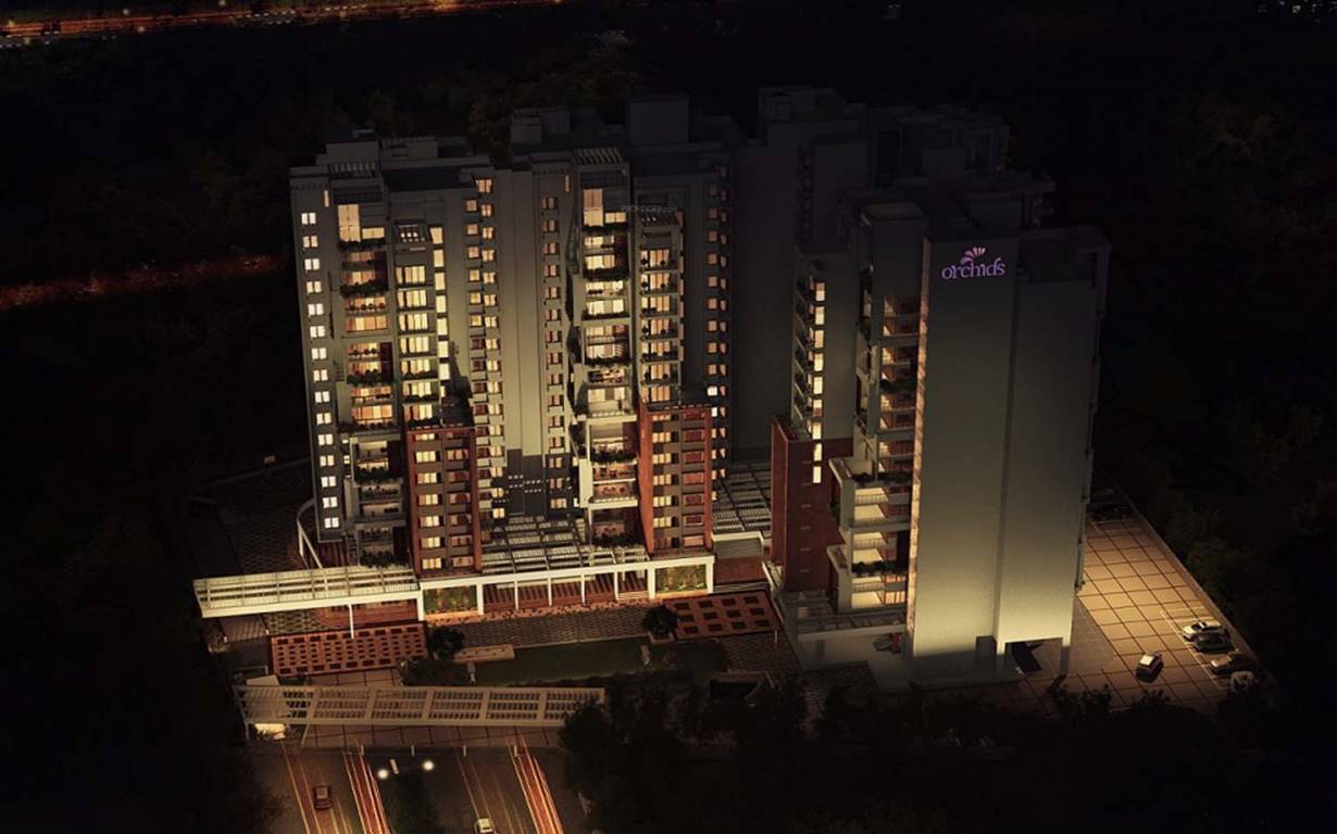 Images for Elevation of Golden Orchids