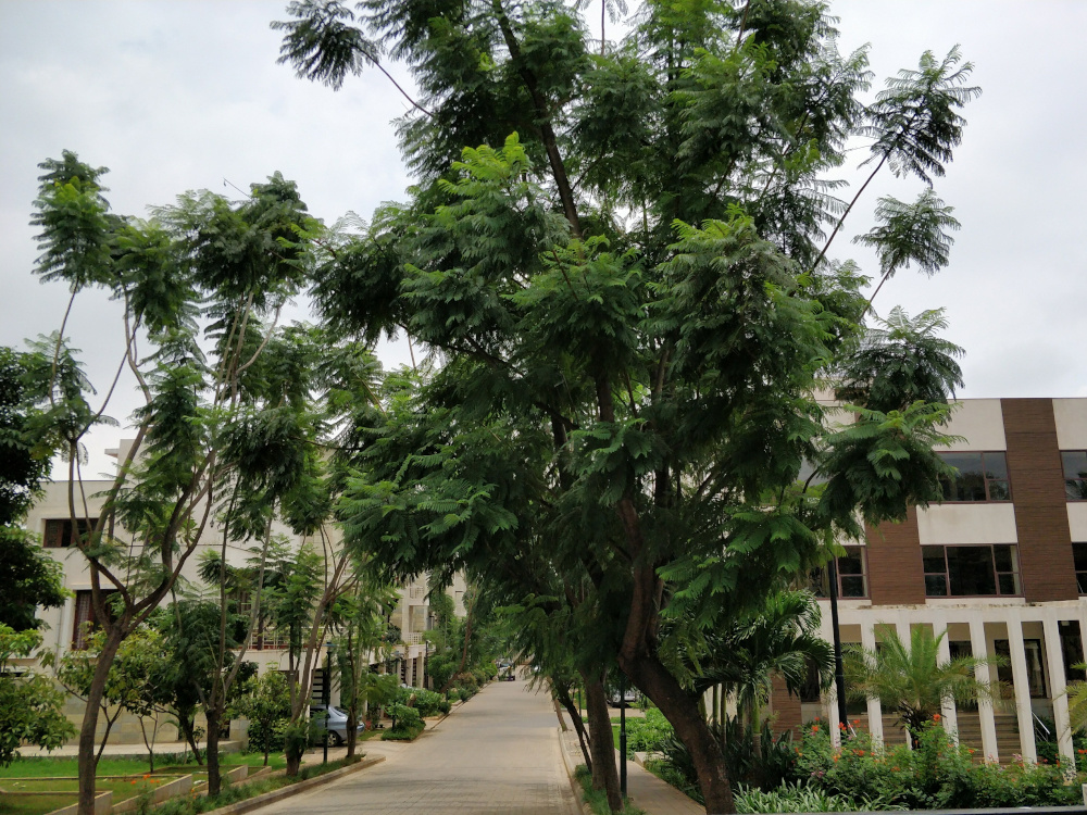  splendor Internal Roads