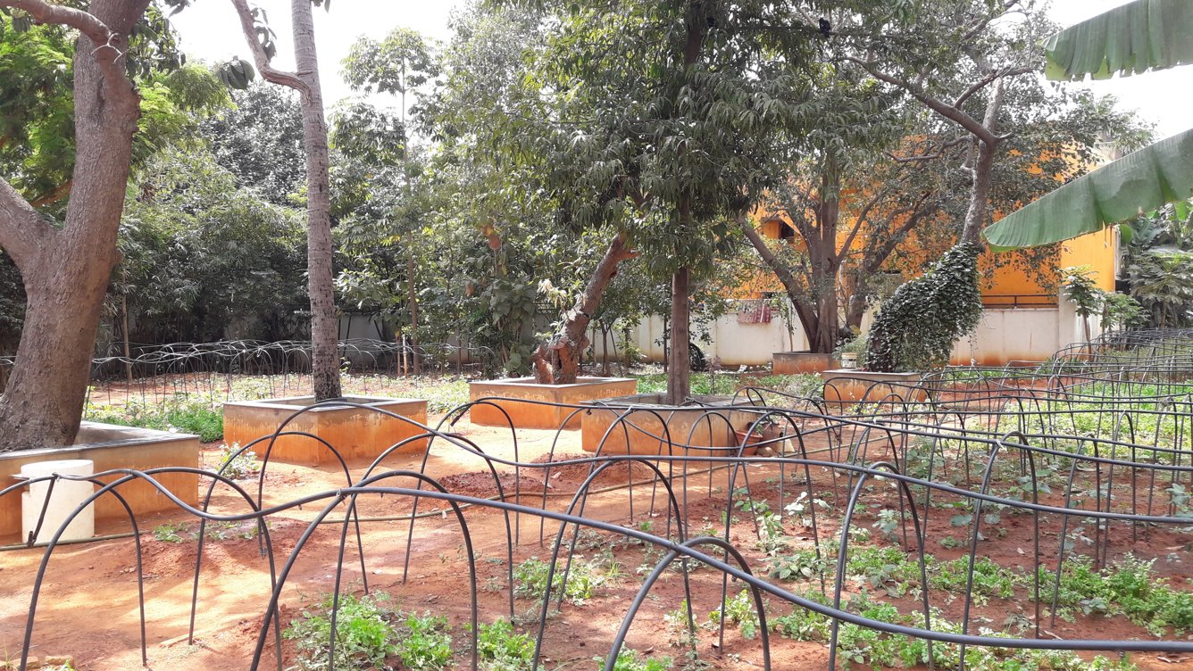 osian chlorophyll Landscaped Gardens