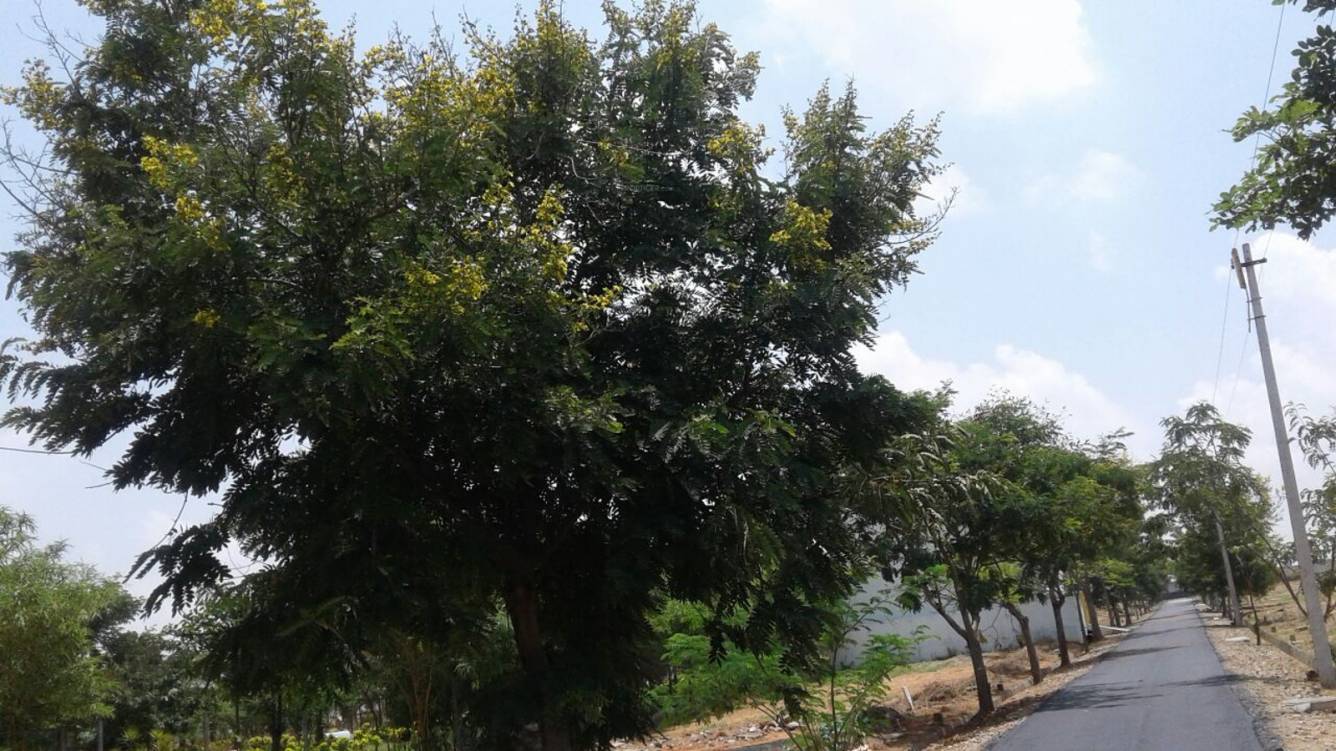 Images for Main Other of NBR Meadows