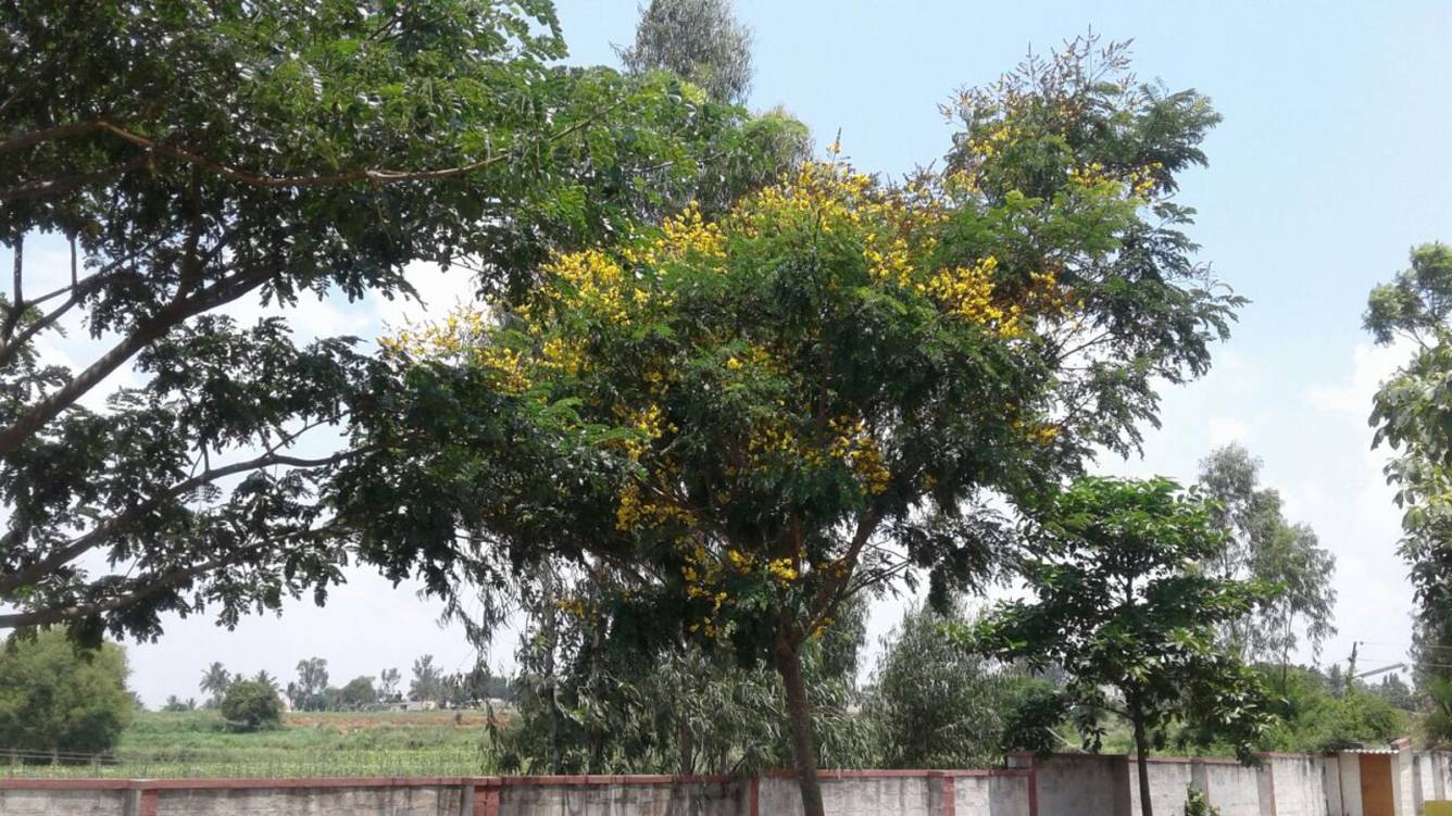 Images for Main Other of NBR Meadows