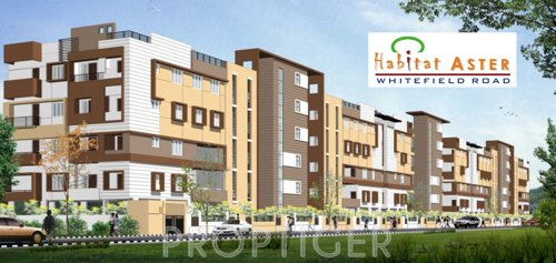 Images for Elevation of Habitat Aster aster Images for Elevation of Habitat Aster