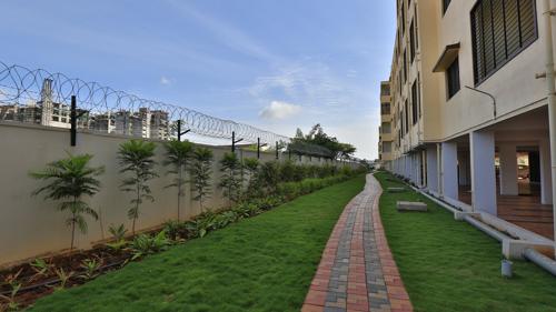 Images for Amenities of Habitat Aster aster Images for Amenities of Habitat Aster