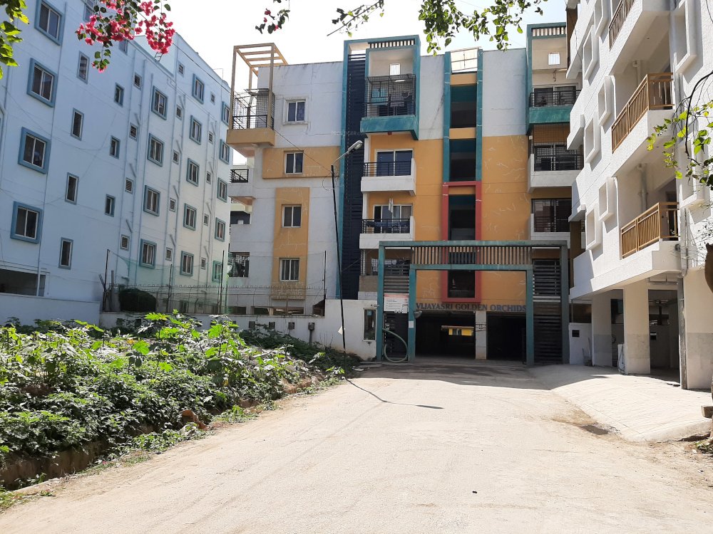 golden orchids Elevation