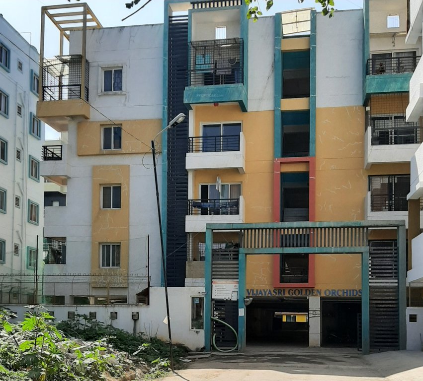 golden orchids Elevation