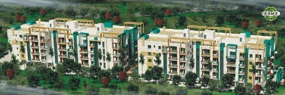 golden orchids Elevation